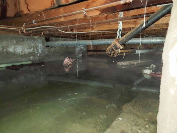 Best Professional water damage repair  in Lmer Heights, PA